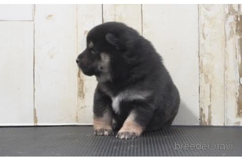 成約済の埼玉県の柴犬-204507の3枚目